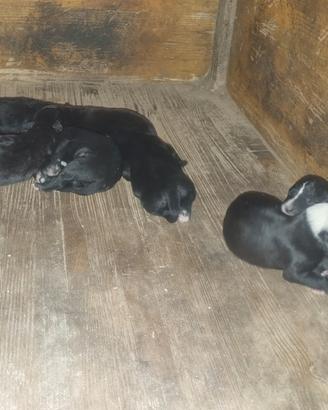 Cagnolini dolcissimi