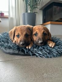 Cuccioli mix pastore tedesco