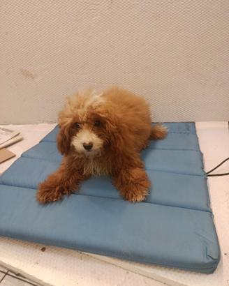 Cucciolo di barboncino toy