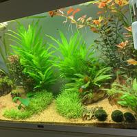 Acquario RIO