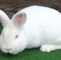 Conigli di razza Neozelandese