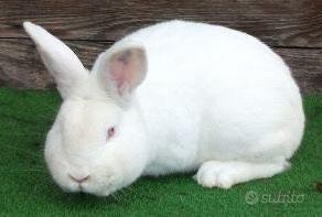 Conigli di razza Neozelandese