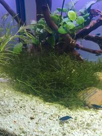Muschio di Giava