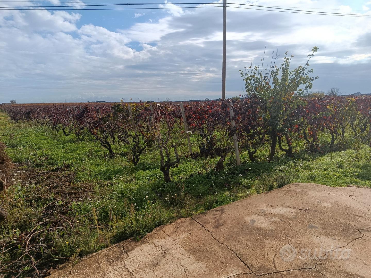 Terreno di due ettari con vigneto - Vista 3