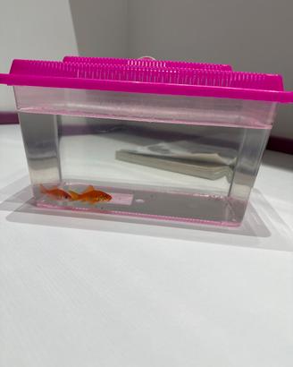 Boccetta rettangolare per pesci