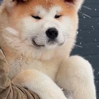 Akita Inu