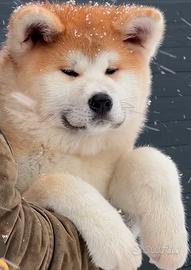 Akita Inu