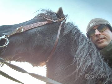 Cavalli quarter + Maremmano con Murgese