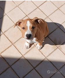 Cane amstaff