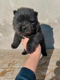 Chow Chow con pedigree Enci