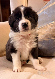 Cuccioli di Border Collie