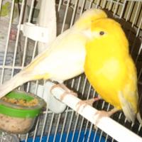 Canarini coppie e singoli