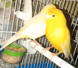 Canarini coppie e singoli