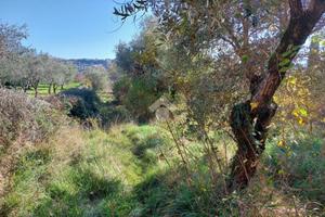 TER. AGRICOLO A SALISANO