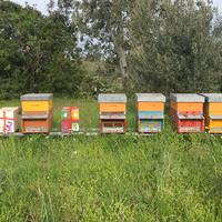 Nuclei api ligustica
