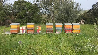 Nuclei api ligustica