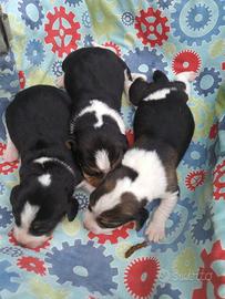 Cuccioli Beagle tricolore