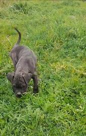 Cane corso