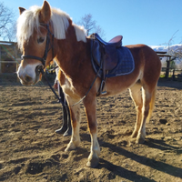 .Haflinger