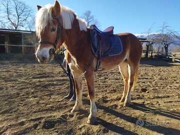 .Haflinger