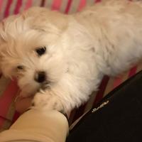 Maltesi Toy Pedigree