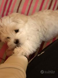 Maltesi Toy Pedigree