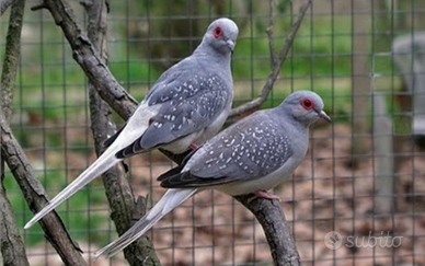 Coppie tortorine diamantine