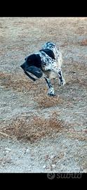 Setter inglese