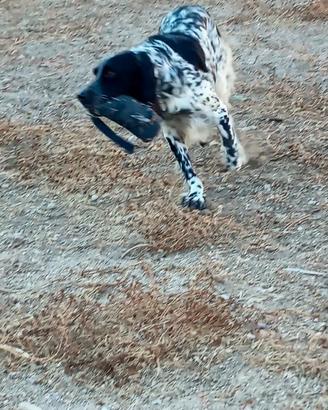 Setter inglese