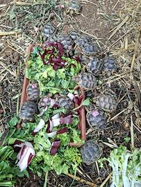 Tartarughe di terra baby