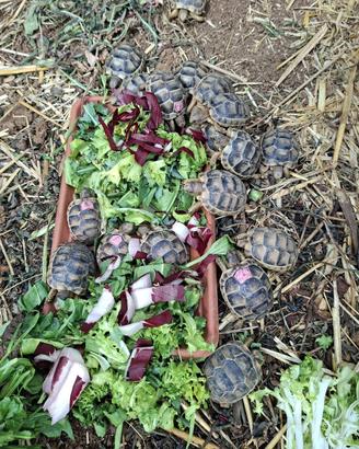 Tartarughe di terra baby