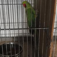 Parrocchetto dal collare femmina sessata