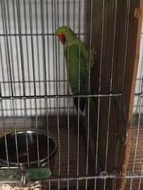 Parrocchetto dal collare femmina sessata