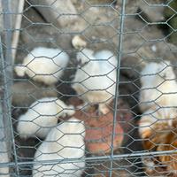 Disponibili Moroseta femmine bianche - 1 anno