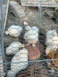 Disponibili Moroseta femmine bianche - 1 anno