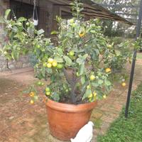 Limoni e mandarini completi di vaso in terracotta