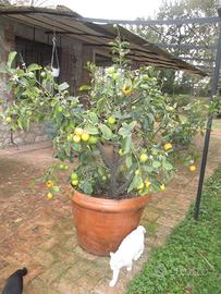 Limoni e mandarini completi di vaso in terracotta