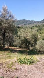 Uliveto
