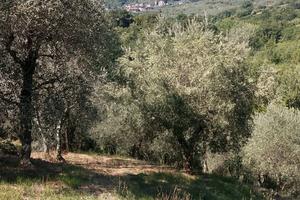 Uliveto