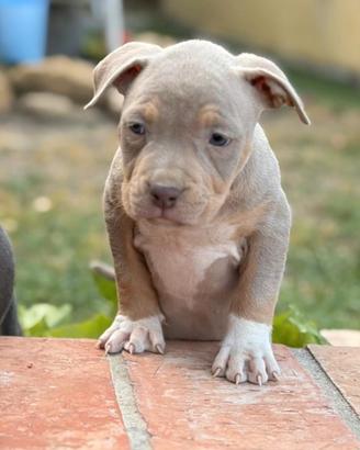 Pitbull tricolor e blue nose