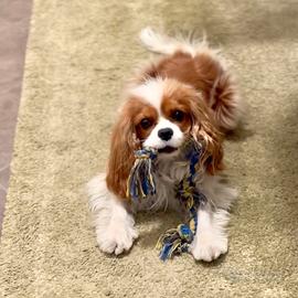 Cavalier King Blenheim con Pedigree per monta