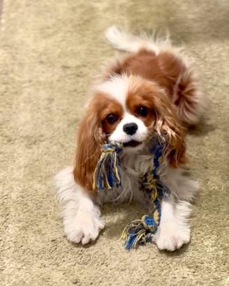 Cavalier King Blenheim con Pedigree per monta