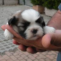 Cuccioli di shih-tzu con pedigree enci