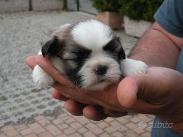 Cuccioli di shih-tzu con pedigree enci