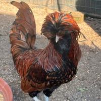 Gallo padovano