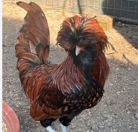 Gallo padovano