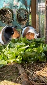 Femmine porcellini d'india