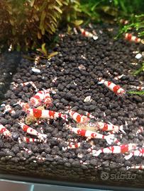 Caridine Crystal Red 