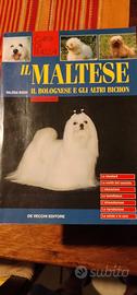 Cani di razza - il Maltese