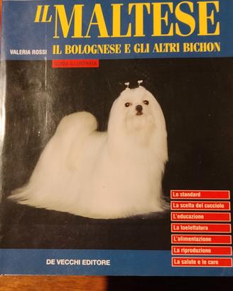 Cani di razza - il Maltese